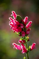 Salvia oxyphora - Fuzzy Bolivian Sage