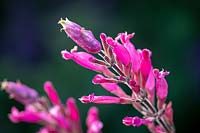 Salvia involucrata 'Boutin' AGM - Rosy-leaf Sage