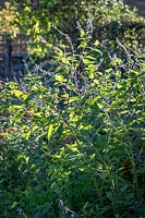 Salvia stachydifolia