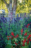 Border with Salvia 'Amistad' and Salvia splendens