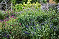 Border with Salvia 'Joan', Salvia 'Phyllis' Fancy' and Salvia guaranitica 'Blue Enigma' AGM
