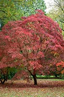 Acer palmatum 'Atropurpureum' - Purple Japanese maple