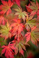 Acer palmatum 'Beni-schichi-henge' - Marginatum Group - Japanese Maple