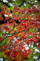 Acer palmatum 'Bloodgood' AGM - Japanese maple