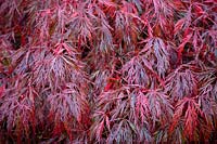 Acer palmatum 'Crimson Queen' AGM - Dissectum group - Japanese maple
