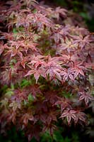 A08 Acer palmatum 'Deshojo' - Corallinum Group - Japanese maple