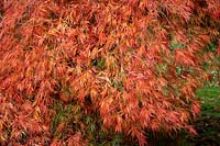 Acer palmatum 'Dissectum' - Dissectum Group - Cut-leaved Japanese maple