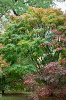 Acer palmatum 'Katsura' AGM - Japanese maple