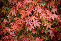 Acer palmatum'Osakazuki' AGM - Japanese maple