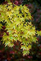 Acer palmatum 'Sango-kaku' AGM syn. Acer palmatum 'Senkaki' - Coral-bark maple