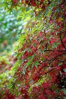 Acer palmatum 'Shaina' - Japanese maple