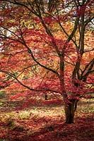 Acer palmatum 'Trompenburg' AGM - Japanese maple