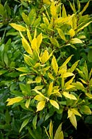 Laurus nobilis 'Aurea' AGM. Yellow-leaved bay tree