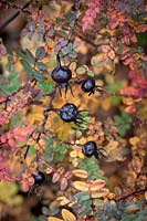 The black hips and autumn foliage colouring of Rosa spinosissima 'Merthyr Mawr'