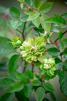 Rosa x odorata 'Viridiflora'. Green rose