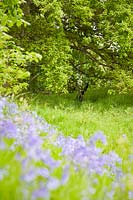View over naturalised Hyacinthoides non-scripta - Bluebell - to swings made from recycled tyres hanging in mature trees