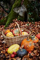 Selection of pumpkins and gourds in woodland with fallen leaves and wicker basket.