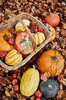 Selection of pumpkins and gours in woodland with fallen leaves and wicker basket