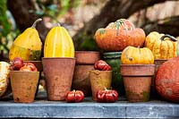 Dried mini pumpkins and gourds arranged in vintage terracotta pots
