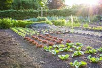 Walled garden with vegetables - different types of lettuces.