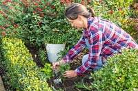 Woman planting Wallflowers in border in Autumn.