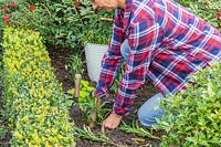 Woman firming the soil around newly planted Wallflowers in border in Autumn.