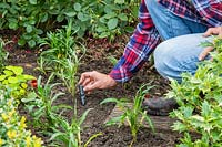 Woman adding label to newly planted Wallflowers in border in Autumn.