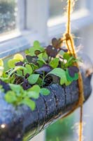 Lettuce seedlings growing in recycled plastic bottle, hanging in windowsill.