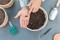 Woman sowing Sorrel seeds in basket for growing inside greenhouse in Autumn