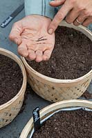 Woman sowing Mustard seeds in basket for growing inside greenhouse in Autumn.