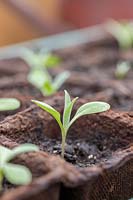 Centaurea seedlings - Conrnflower