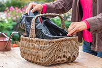 Woman lining basket with recycled compost plastic bag.