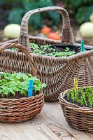 Woven baskets with Mizuna, pea shoots and Radish seedlings.