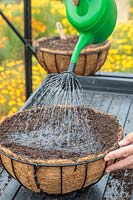 Watering in newly-sown Pea seeds in hanging basket, using a watering can fitted with a rose
