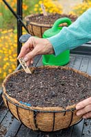 Labelling a hanging basket of newly-sown Pea seeds 