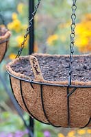Newly-sown Pea seeds in a hanging basket inside a greenhouse