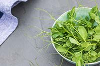 Bowl with newly-cut Pea shoots