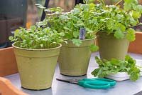 Three pots with Coriander of various stages from seedlings to fully grown