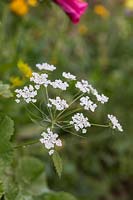 Anthriscus - Cow parsley