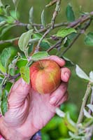 Woman picking apple in late September