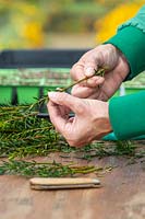 Woman stripping needles from Yew cuttings.