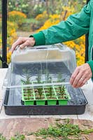 Woman covering tray of yew cuttings placed in propagator with lid.