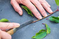 Woman using a sharp knife to remove all leaves apart from the very top