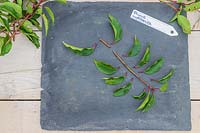 Cutting of Prunus lusitanica with all side leaves removed.