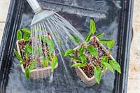 Woman watering cuttings in plastic pot and tray.