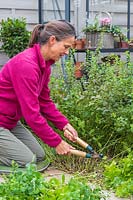Woman cutting back overgrown Mentha - Mint plant using shears.