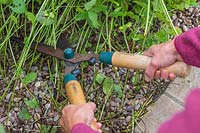 Woman cutting back overgrown Mentha - Mint plant using shears.