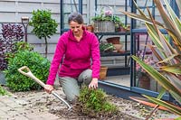 Woman using a garden fork to lift an overgrown Mentha - Mint plant from border.