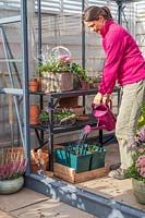 Woman watering a tray of newly-potted Mentha - Mint - plants inside greenhouse