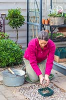 Woman adding stone mulch to newly planted Mentha - Mint plant.
